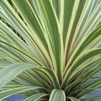 Torbay Dazzler Cabbage Palm Shrub Cordyline Australis Pot