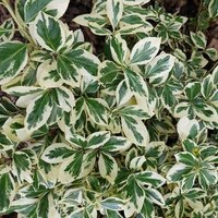 Silver Queen Evergreen Bittersweet Shrub Euonymus Fortunei Pot
