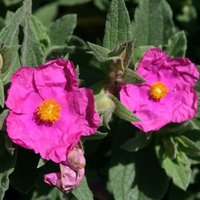 Sunset Rock Rose Outdoor Shrub Cistus x Pulverulentus Pot