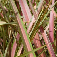 Jester Zealand Flax Outdoor Shrub Phormium Garden Plants Pot