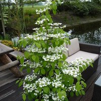 Tomentosum Kilimanjaro Japanese Snowball Bush Shrub Viburnum Pot