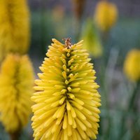 Bees Lemon Hot Poker Perennials Flowering Plants Kniphofia Pot Green