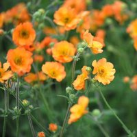 Totally Tangerine Avens Perennials Flowering Plants Geum Pot