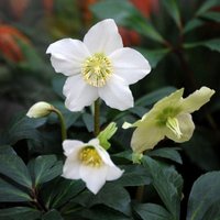 Christmas Rose Hellebore Perennials Flowering Plants Helleborus Niger Pot
