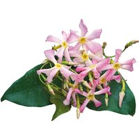 Trachelospermum Showers Flowering Vine Climbing 60cm Cane Pot