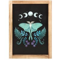 KDMD Luna Moth Wooden Framed Wall Art
