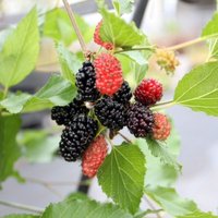 Mojo Berry Fruit Bush Mulberry Dwarf RHS Flower Year 2017 Pot