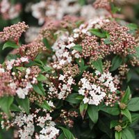 Laurustinus Outdoor Shrub Viburnum Tinus Pot