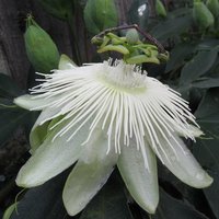 Passiflora Passion Flower Snow Queen Vine Climbing 60cm Cane Pot