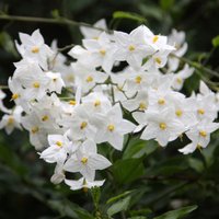 Solanum laxum Album Flowering Vine Climbing 60cm Cane Pot