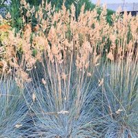 Elijah Grass Festuca Glauca Outdoor Ornamental Pot Green