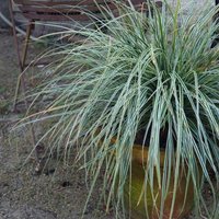 Everest Sedge Grass Carex Oshimensis Outdoor Ornamental Pot