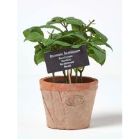 Homescapes Artificial Basil Plant in Decorative Pot in Terracotta