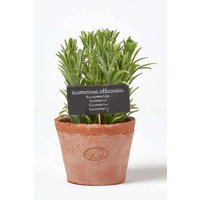 Homescapes Artificial Rosemary Plant in Decorative Pot in Terracotta