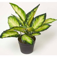 Homescapes Dieffenbachia Dumb Cane Plant in Pot, 50 cm Tall in Green