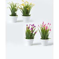 Homescapes Set of 4 Multi-Coloured Artificial Calla Lilies in White Pots