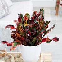 Primrose Codiaeum Mammy Joseph's Coat Indoor Multicoloured Tree 40cm Plant 13cm Pot in Pink