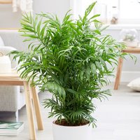 Primrose Chamaedorea elegans Parlour Palm Dwarf Mountain Palm 20cm Plant Houseplant 9cm Pot in Green
