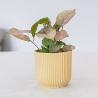 Primrose Syngonium Bottle Garden Terrarium Plant Arrowhead House Plant 6cm Pot 8cm Tall in Green