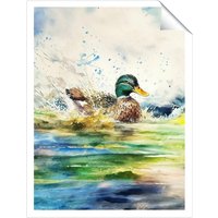 Warren Reed - Designer Splashing Mallard Watercolour Unframed Art Print | Size: W8" x H10"