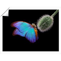 Warren Reed - Designer Bright Butterfly On A Poppy Bud Unframed Art Print | Size: W12" x H16"