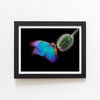 Warren Reed - Designer Bright Butterfly On A Poppy Bud Framed Art Print in Black | Size: W20" x H30"