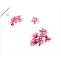Warren Reed - Designer Pink Frangipani Flowers Unframed Art Print | Size: W16" x H24"