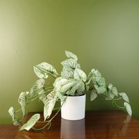 Leaf Artificial 30cm Trailing Plant Realistic Variegated Potted Alocasia in Green