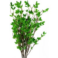 Pack 6 x 100cm Mini Ficus Stem