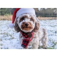 Warren Reed - Designer Snowy Christmas Cockapoo Glass Chopping Board