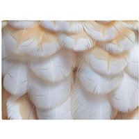 Warren Reed - Designer Fluffy Barn Owl Feather Print Chopping Board in White
