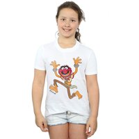 Classic Animal T Shirt Years