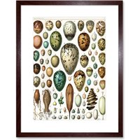 Artery8 Wall Art Print Millot Various Bird Eggs Framed in Brown | Size: W7" x H9"