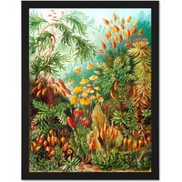 Artery8 Wall Art Print 72nd Plate Ernst Haeckel Kunstformen Der Natur Muscinae Large Framed Wall Dรฉcor Art in Black | Size: W18" x H24"