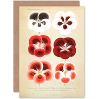 Artery8 Flower Plant Botany Red Pansies Greetings Card