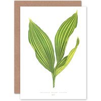Artery8 Botanical Gardner Leaf Convallaria Majalis Variegata Greetings Card in Green