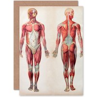 Artery8 Human Body Anatomy Muscles Greetings Card in Grey