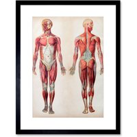 Artery8 Wall Art Print Human Body Anatomy Muscles Art Framed 9x7 inch in Black | Size: W7" x H9"