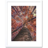 Artery8 Wall Art Print Birch Forest in Autumn Art Framed 9x7 inch in White | Size: W7" x H9"