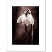 Artery8 Wall Art Print Two Snowdrops Photograph Art Framed 9x7 inch in White | Size: W7" x H9"