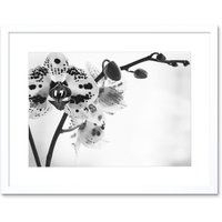 Artery8 Wall Art Print Spotted Orchid Photograph Art Framed 9x7 inch in White | Size: W7" x H9"