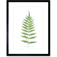 Artery8 Wall Art Print Fern Polypodium Fraxinifolium Art Framed 9x7 inch in Black | Size: W7" x H9"