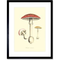 Artery8 Wall Art Print Fungus Amanita Muscaria Fly Agaric Magic Mushroom Art Framed 9x7 inch in Black | Size: W7" x H9"