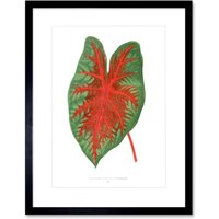 Artery8 Wall Art Print Leaf Caladium Bicolor Spendens Art Framed 9x7 inch in Black | Size: W7" x H9"
