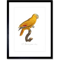 Artery8 Wall Art Print Yellow Amazon Bird Art Framed 9x7 inch in Black | Size: W7" x H9"