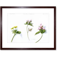 Artery8 Wall Art Print Marigold Geranium Trillium Art Framed 9x7 inch in Brown | Size: W7" x H9"