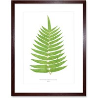 Artery8 Wall Art Print Fern Polypodium Albo Punctatum Art Framed 9x7 inch in Brown | Size: W7" x H9"