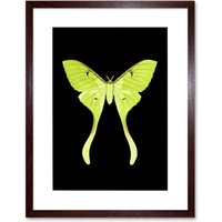 Artery8 Wall Art Print Green Luna Moth Art Framed 9x7 inch in Brown | Size: W7" x H9"