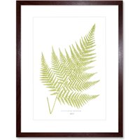 Artery8 Wall Art Print Fern Polypodium Eppusum Art Framed 9x7 inch in Brown | Size: W7" x H9"