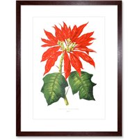 Artery8 Wall Art Print Flower Poinsettia Pulcherrima Christmas Art Framed 9x7 inch in Brown | Size: W7" x H9"